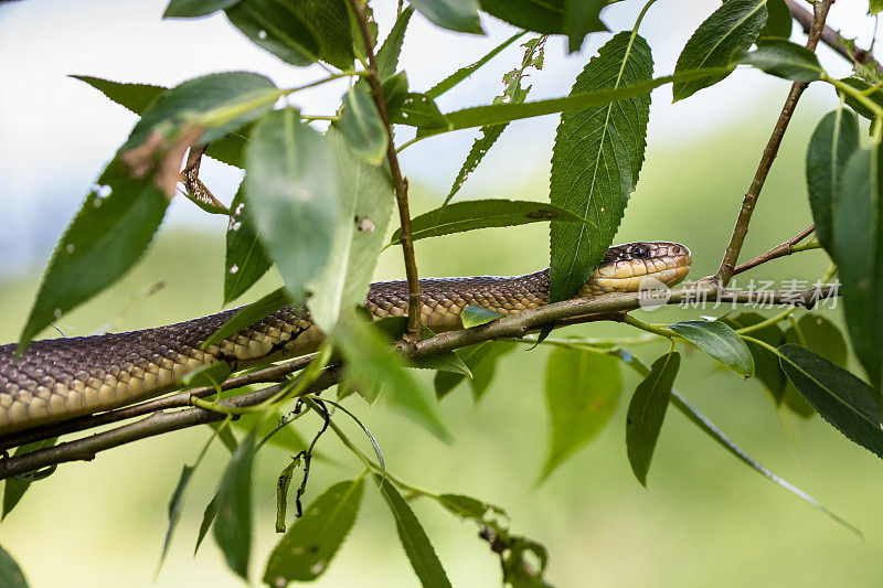 Aesculapian snake(长柄蛇)